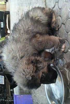 Pure breed puppies available for sale both sex