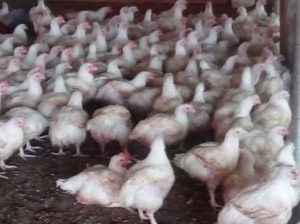 Chickens for sale