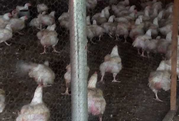 Chickens for sale