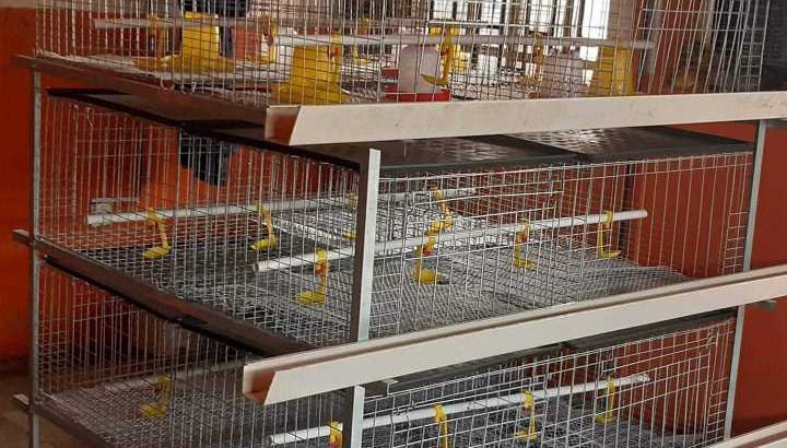 #PoultryCage