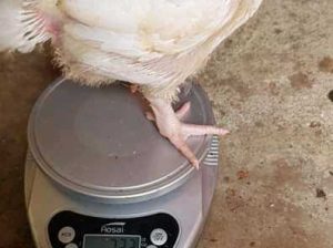 fresh egss and livestock for sell