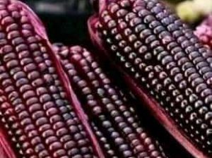 Daniel Farm Products