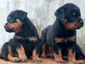 Rottweiler Puppies Available For Sale