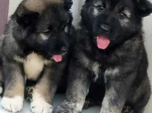 Caucasian puppy