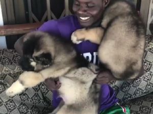Caucasian dogs
