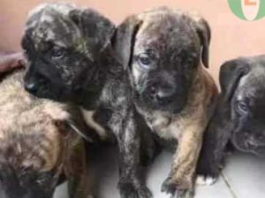 Clean Friendly Puppies For Sale