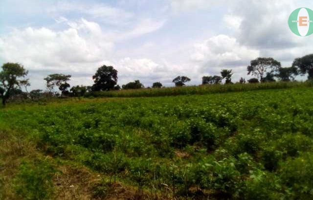 Agricultural Land for Sale