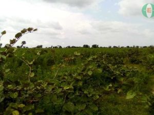 Plot of Land For Sale